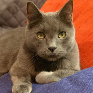 Meet your Posher, Dawn